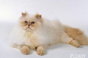 热点爆料猫猫视频下载,热点爆料背后的下载攻略