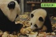 神秘人爆料熊猫视频,熊猫视频背后的惊人真相