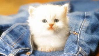 吃瓜娱乐赵小瞒小猫