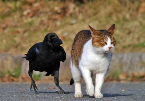 娱乐吃瓜酱猫学鸟走路