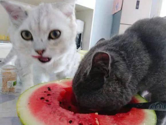 娱乐吃猫瓜,揭秘“吃猫瓜”背后的故事与真相